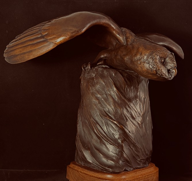 Barn Owl by George McMonigle, FNSS